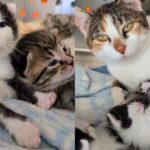 After Days They Found Missing Cat, When She Saw Her Kittens Again, She Immediately Went to Work