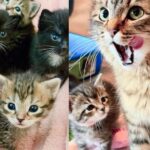 Cat Devoted Herself to 5 Kittens in Kennel, Everything Changes for Better When Person Takes Them in