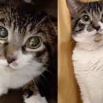 Cat Spotted Outside Goes from Wide-eyed to Spirited, Realizing Things are About to Get Much Better