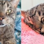 Cat Takes Shelter in Neighbor’s Storage Cupboard, Eventually Finding Place Where He Can Be King