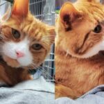 Cat Took Matters into His Own Paws to Get What He Wanted After Spending Long Time Outside