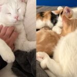 Cat, Who Checks in with Everyone, Meets Two Kittens and Becomes Father They Never Had