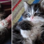 Fingle the Polydactyl Kitten Grabs Headlines Across the World with Ease