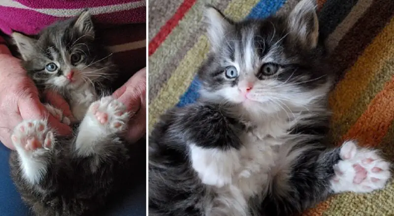 Fingle the Polydactyl Kitten Grabs Headlines Across the World with Ease