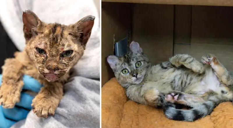 From Tragedy to Triumph, One Cat Finds Love After Being Discovered in the California Ashes