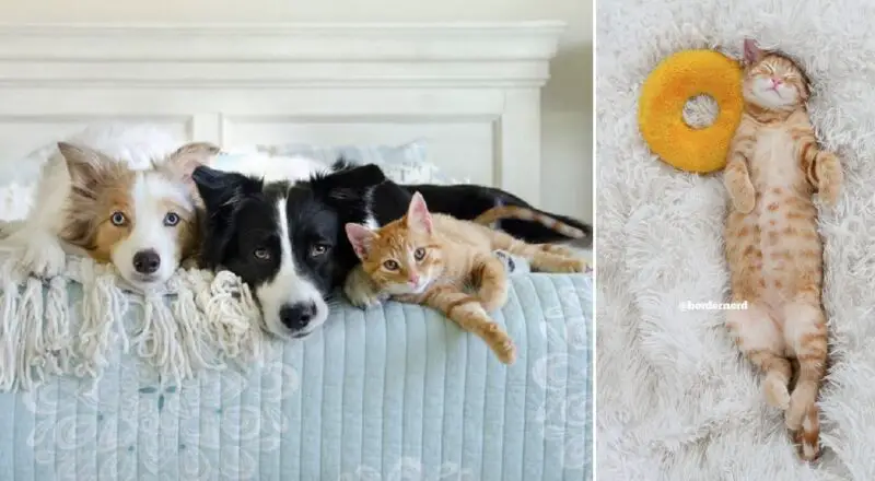 Gingerbread the Adventure PuppyCat Raised by Border Collies is More Than Just a Purrty Face