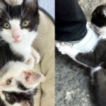 Kitten Grabs onto Person’s Shoe Until He’s Finally in a Home, Now He’s Helping Another Cat in Need