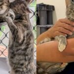 Man Goes to Adopt Kitten but Ends Up Bringing Home Another Cat too, Turns Out It’s the Best Decision