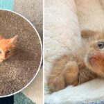 Mini Ginger Kitten Cheeto is Major Ginger Cat Energy in a Tiny Fluffy Package