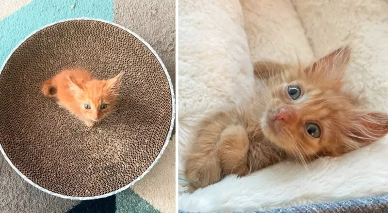 Mini Ginger Kitten Cheeto is Major Ginger Cat Energy in a Tiny Fluffy Package