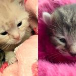 Moments After Stray Cat Moved Inside, She Had Kittens and Even Took on Another One that Needed Help