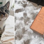 “Please Take Me To A Shelter” Reads Flimsy Box Holding Terrified Cat Left on the Cold NY Winter Streets