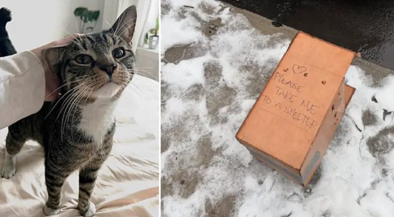 “Please Take Me To A Shelter” Reads Flimsy Box Holding Terrified Cat Left on the Cold NY Winter Streets