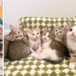 The Brady Bunch Litter Evicted From Their Home as Infants Find Strength in Each Other