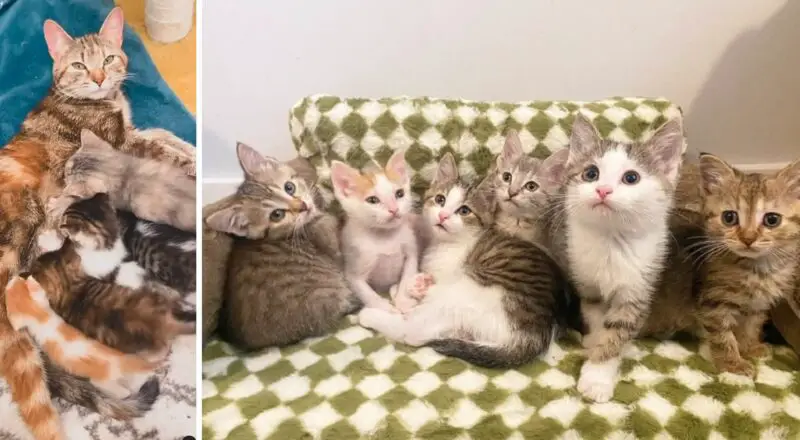 The Brady Bunch Litter Evicted From Their Home as Infants Find Strength in Each Other