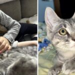 There’s No Denying Obi-Wan the Kitten Choose the Right Family to Adopt Him