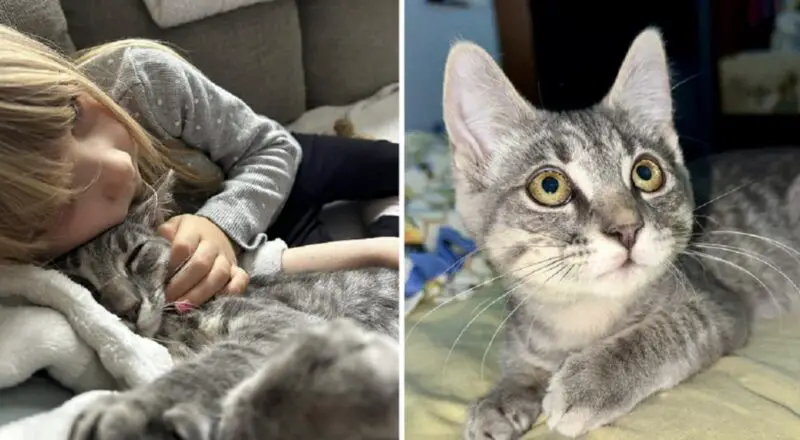 There’s No Denying Obi-Wan the Kitten Choose the Right Family to Adopt Him