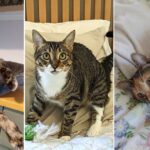 Trio of Foster Cats Find Love in Each Other; Now, Can They Find a Home Together?