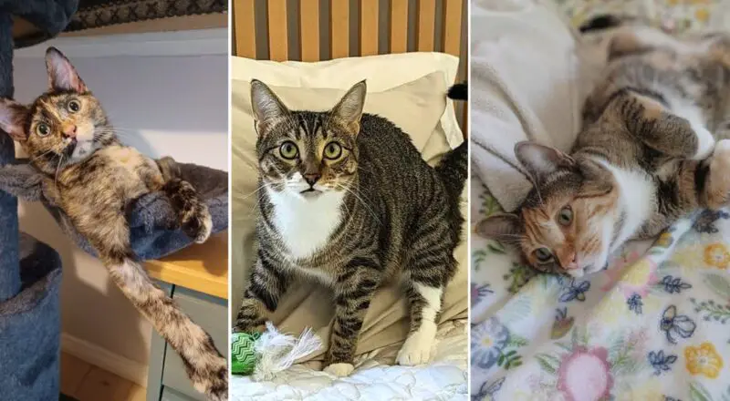 Trio of Foster Cats Find Love in Each Other; Now, Can They Find a Home Together?