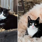 Two Rescued Barn Cats Find Comfort in Unexpected Bond With Ranch Animals and Each Other