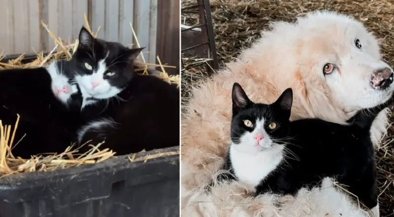 Two Rescued Barn Cats Find Comfort in Unexpected Bond With Ranch Animals and Each Other