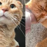 Woman Saw Cat with Crumpled Ears While Driving Home and Never Gave Up on Him, Now He Has Best Outcome