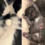 Woman Thought She was Caring for Male Cat with Nowhere to Go, Only to Discover Kittens with the Cat One Day