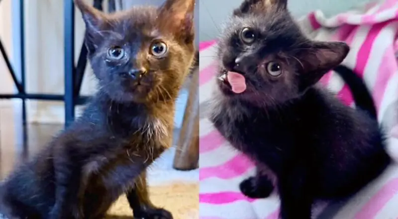 Kind Person Notices Kitten on Their Way to School and Quickly Realizes How Special the Cat is