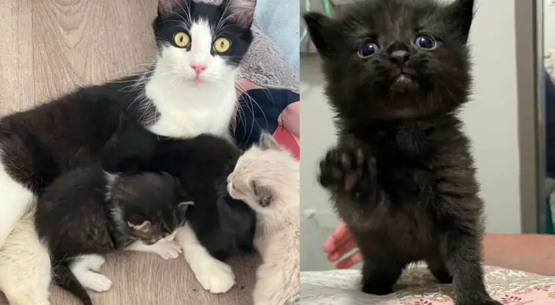 They Give Cat Place to Land and Ease Her Load with Kittens, She Can Finally Shine They Give Cat Place to Land and Ease Her Load with Kittens, She Can Finally Shine