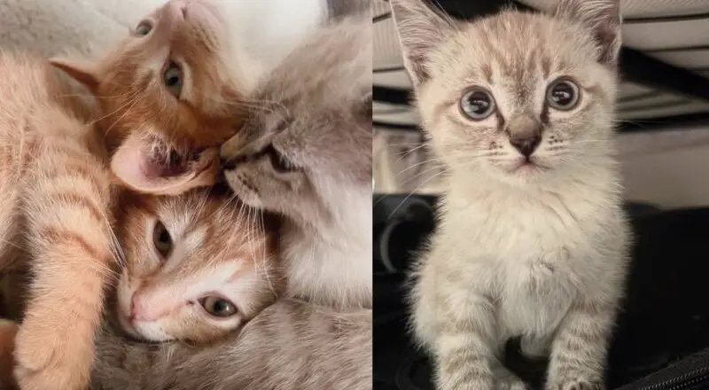Workers Discover Ceiling Cats in Office, Which Leads to Several Eventful Days of Saving Many Kittens