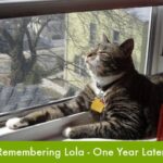 A Year Without Lola | Lola The Rescued Cat