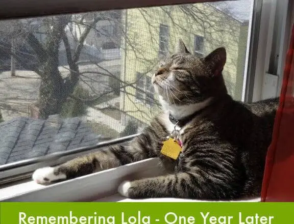 A Year Without Lola | Lola The Rescued Cat