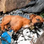 Abandoned Puppy at Construction Site Finds Hope Through a Friend’s Kindness