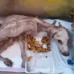 Abandoned for Two Years, Loyal Dog Waited Alone in Emрty House