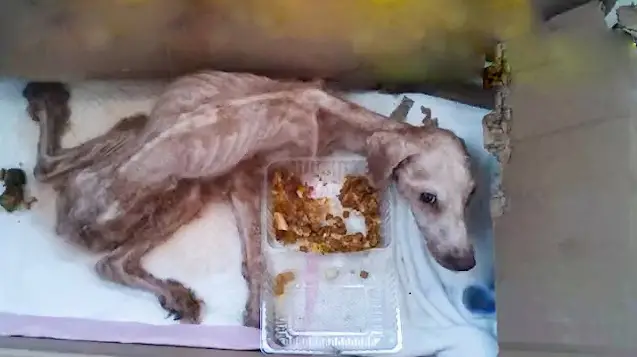 Abandoned for Two Years, Loyal Dog Waited Alone in Emрty House