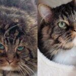 After Years Outside Gentle Tom Cat Stumbled Upon Person Who Let Him In and Showed Him Good Life