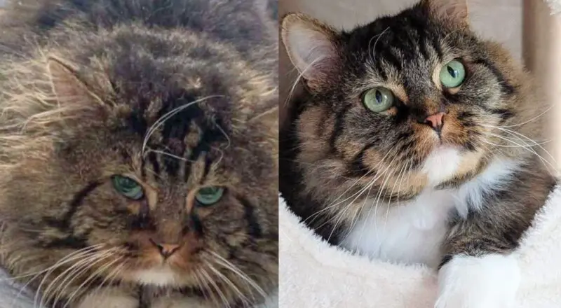 After Years Outside Gentle Tom Cat Stumbled Upon Person Who Let Him In and Showed Him Good Life