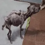 Angela the Dog Survives a Decade of Abuse and Finds Hope with Just 1% of Life Left