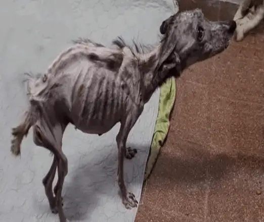 Angela the Dog Survives a Decade of Abuse and Finds Hope with Just 1% of Life Left