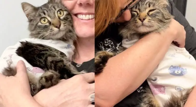 Big-hearted Tripod Cat Arrived as Stray, Determined to Steal Every Heart Until Her Wish Came True
