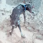 Blackie and Reiki’s Journey of Incredible Transformation