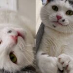 Cat Giving Her All at Vet Clinic, Trying to Get Herself Noticed Until She Has Place She Can Call Home