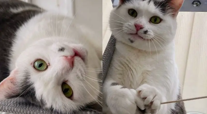 Cat Giving Her All at Vet Clinic, Trying to Get Herself Noticed Until She Has Place She Can Call Home