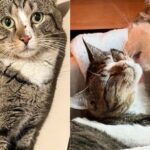 Cat Left Out on the Street is Taken into Home, Where the House Cats Help Him Learn to Trust