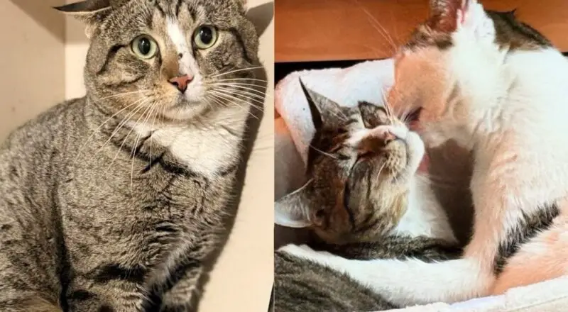 Cat Left Out on the Street is Taken into Home, Where the House Cats Help Him Learn to Trust