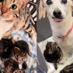 Cat Taken in Days Before Having Kittens, Now She Has Great Canine Assistant Wanting to Lend a Paw