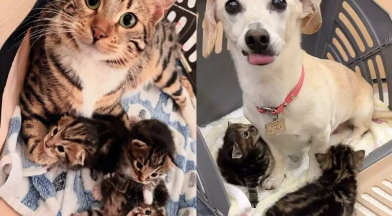 Cat Taken in Days Before Having Kittens, Now She Has Great Canine Assistant Wanting to Lend a Paw