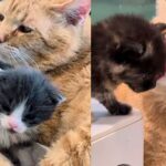 Cat Turns on ‘Dad’ Mode and Starts Caring for Kittens in Need After Moving Indoors