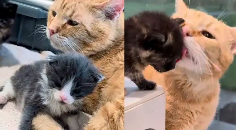 Cat Turns on ‘Dad’ Mode and Starts Caring for Kittens in Need After Moving Indoors