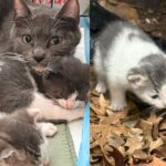Cat and Kittens Live in Hole Between Buildings Until Neighbors Spot Them and Jump in to Help